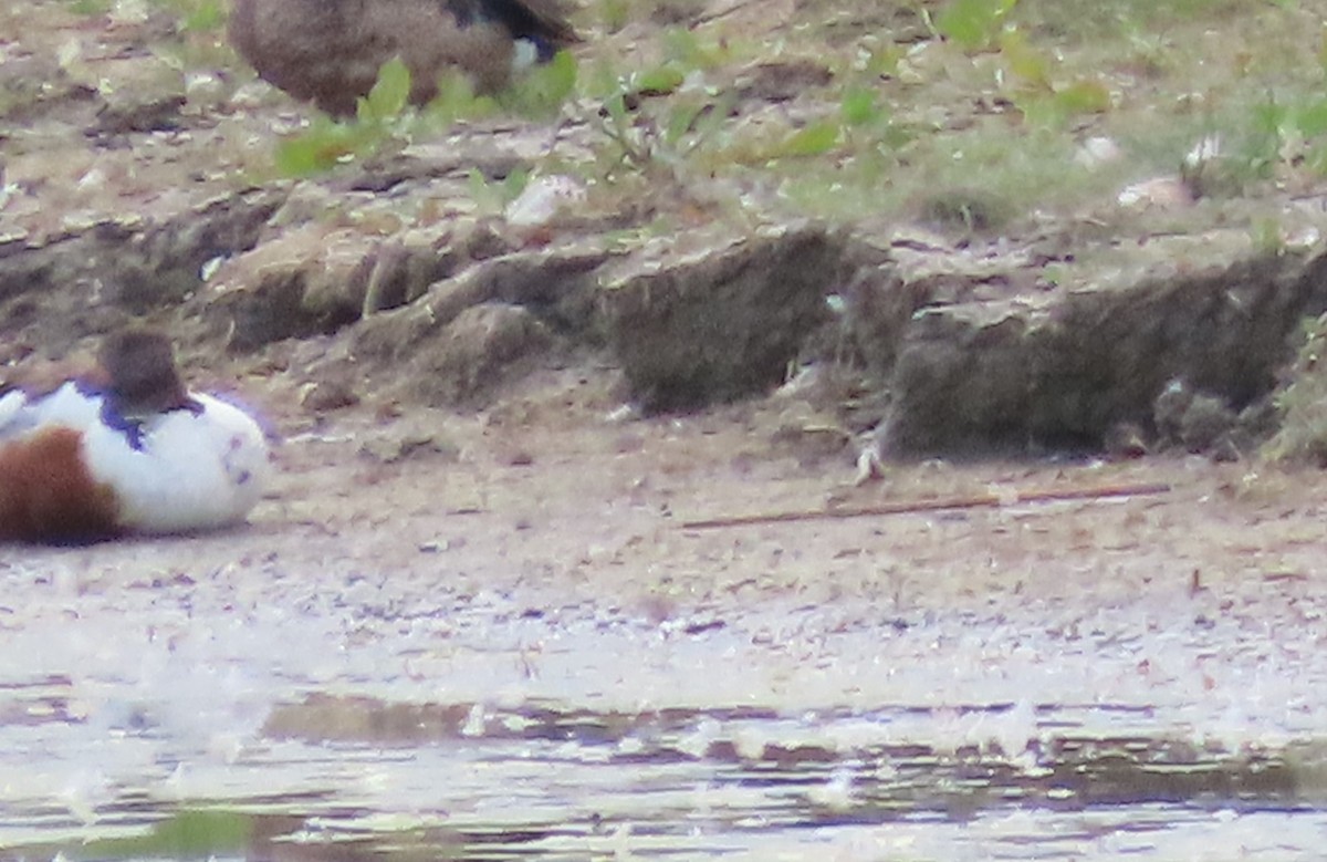 Northern Shoveler - ML620600245