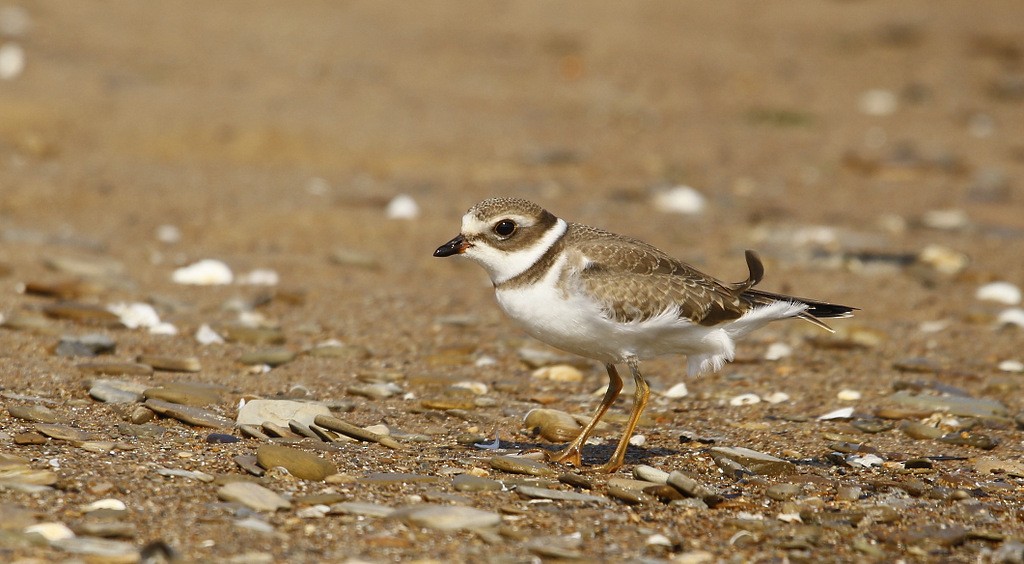 Semipalmated Plover - ML620600247
