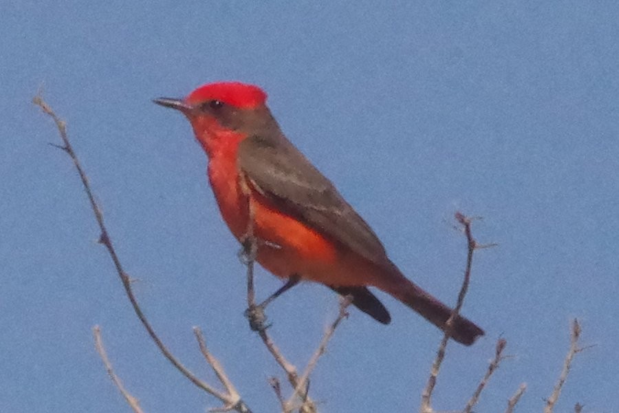 Vermilion Flycatcher - ML620600248