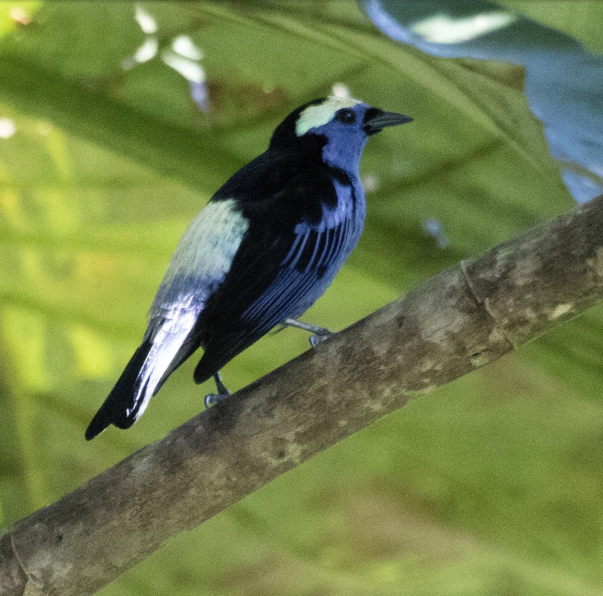 Opal-crowned Tanager - ML620600252