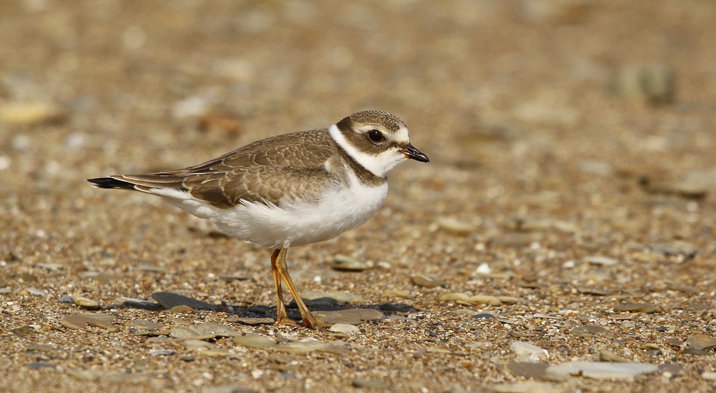 Semipalmated Plover - ML620600253