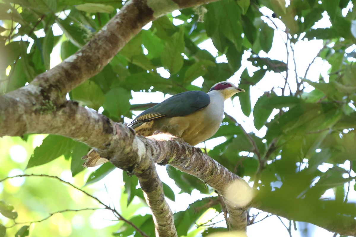 Red-eared Fruit-Dove - ML620600255