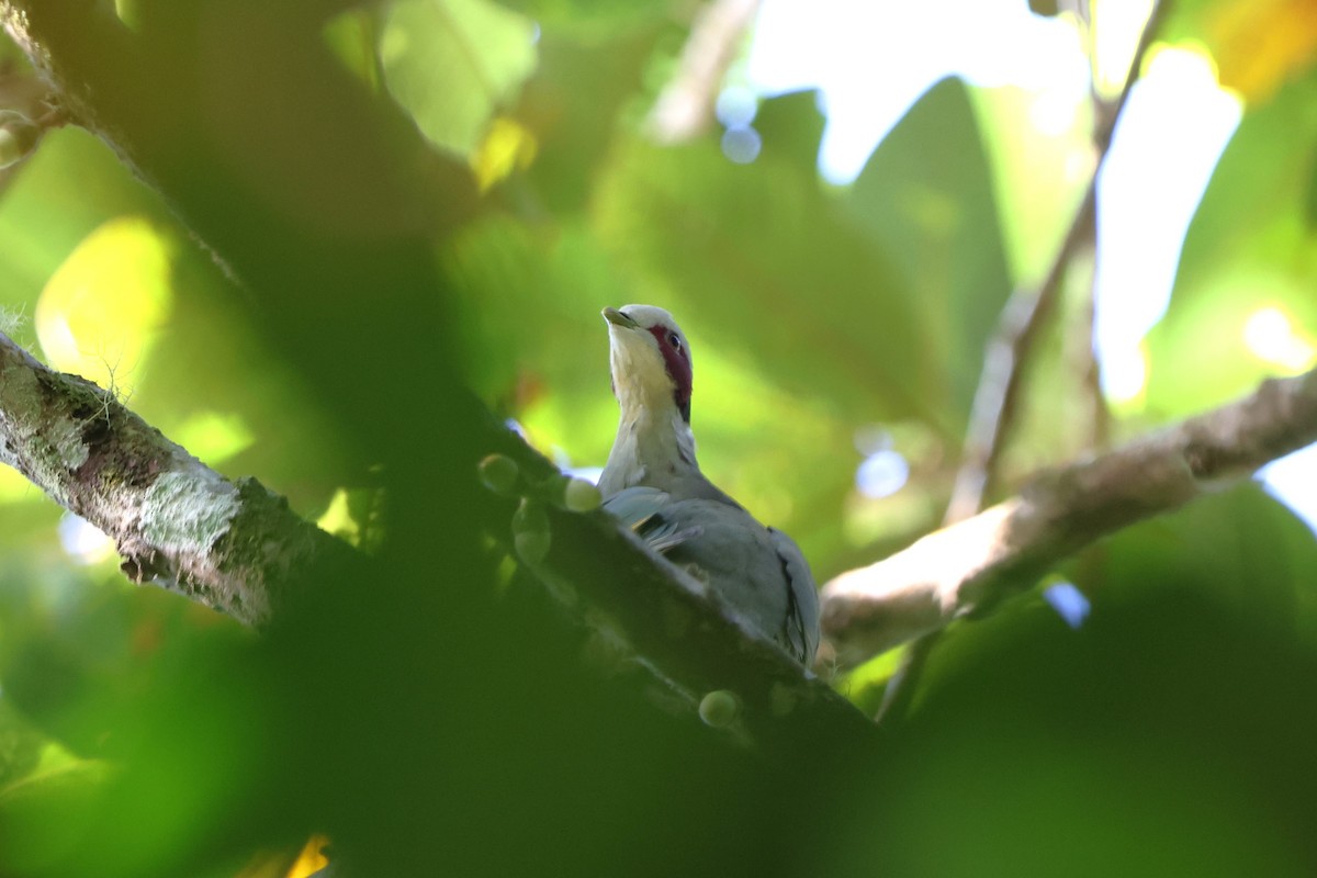 Red-eared Fruit-Dove - ML620600256