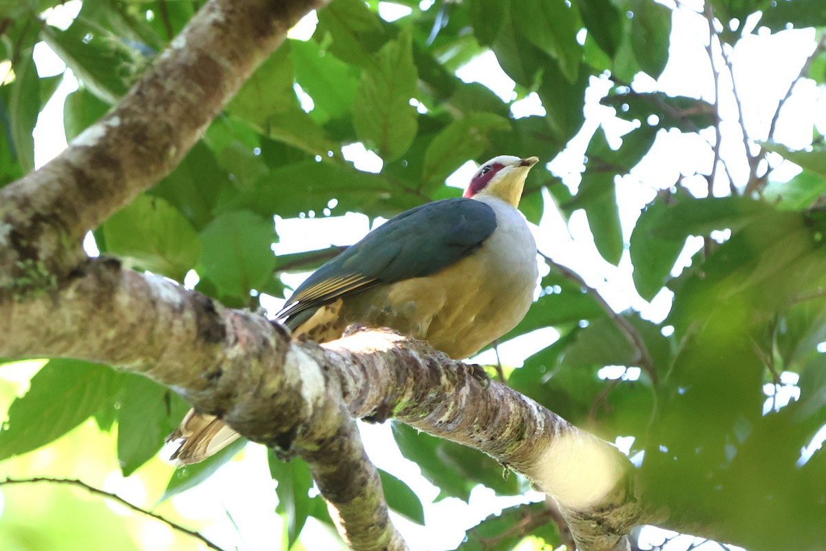 Red-eared Fruit-Dove - Fadzrun A.