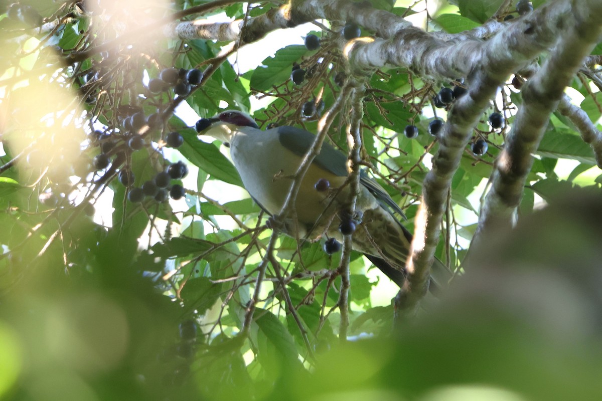 Red-eared Fruit-Dove - ML620600260