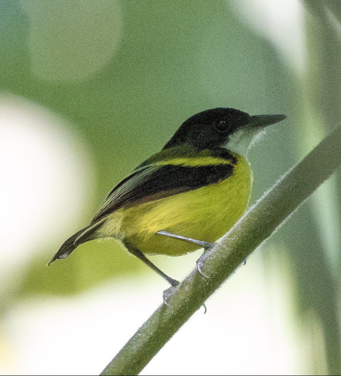 Golden-winged Tody-Flycatcher - ML620600261