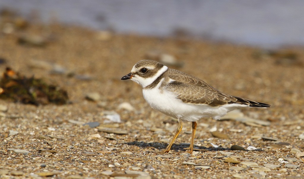 Semipalmated Plover - ML620600264