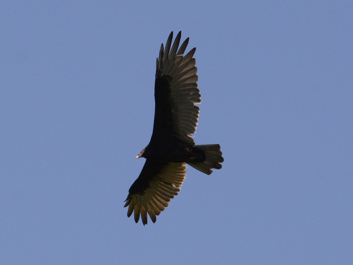 Turkey Vulture - ML620600271