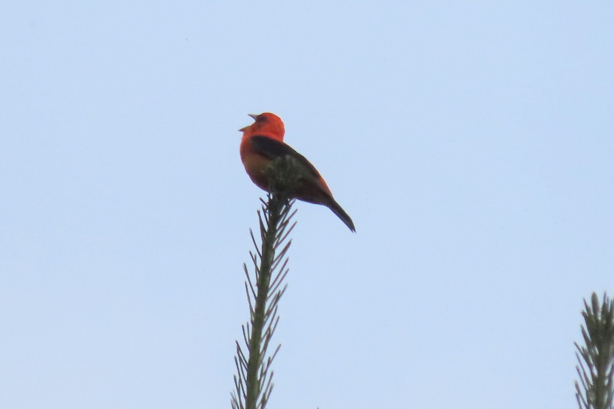 Scarlet Tanager - ML620600273