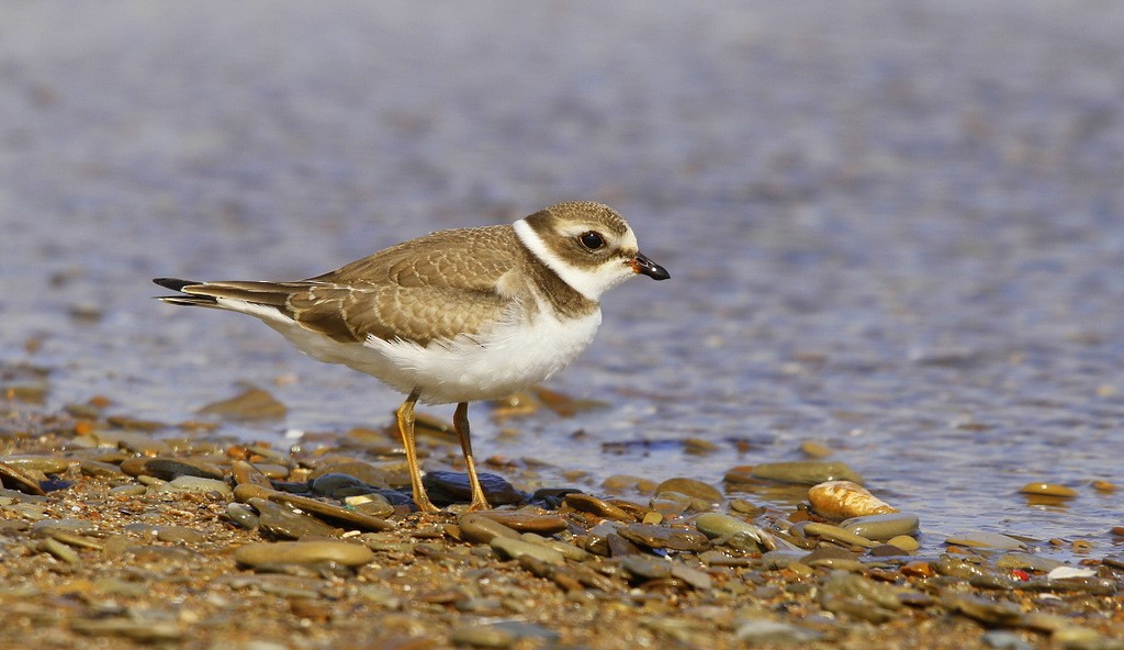 Semipalmated Plover - ML620600275