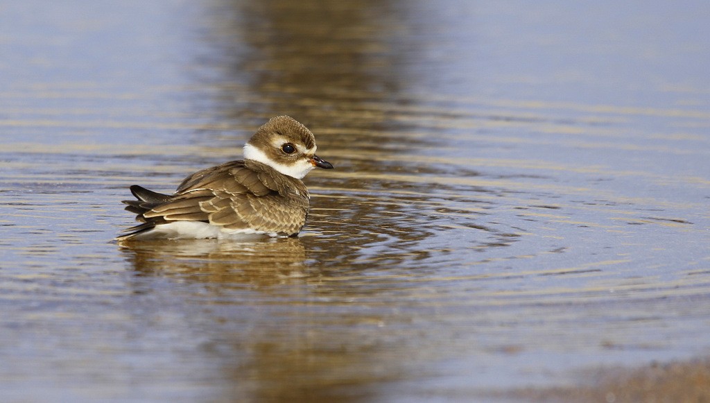 Semipalmated Plover - ML620600278