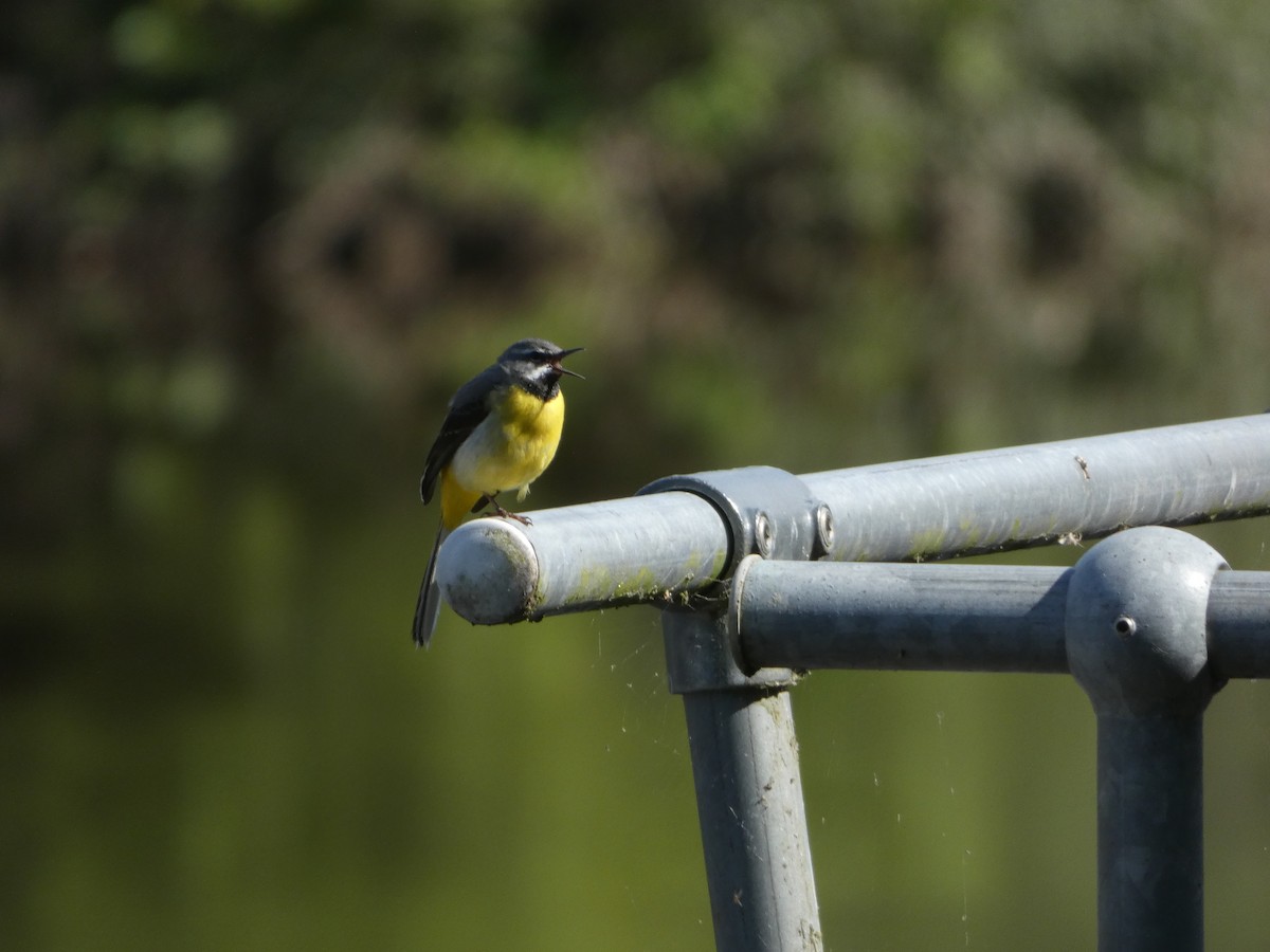 Gray Wagtail - ML620600282