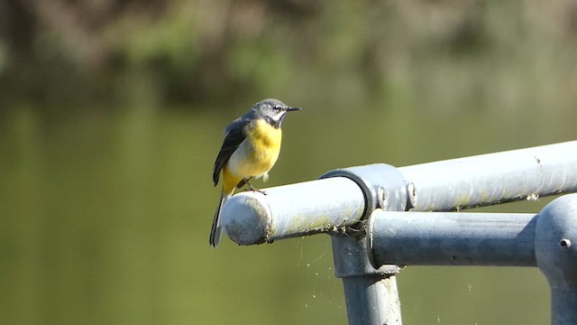 Gray Wagtail - ML620600285