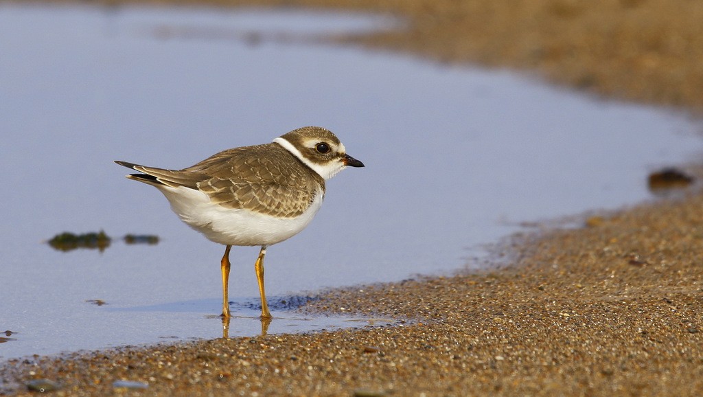 Semipalmated Plover - Julie Gidwitz