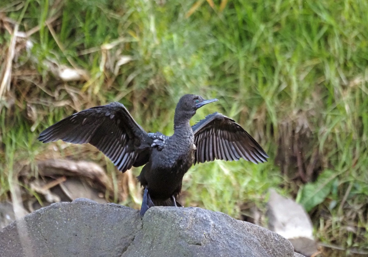 Cormorán Totinegro - ML620600287