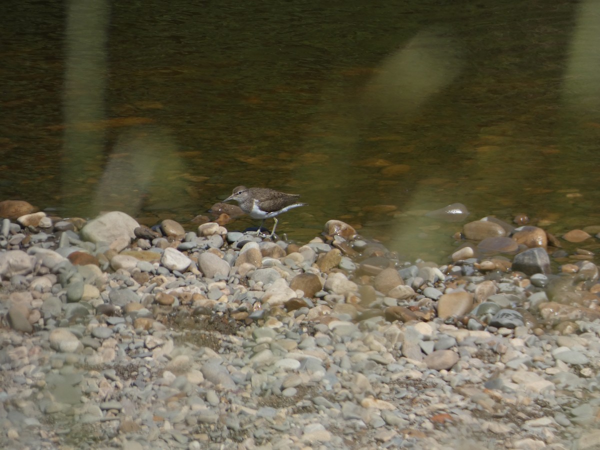 Common Sandpiper - ML620600289