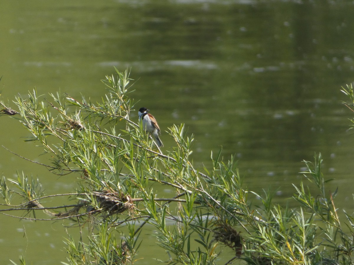 Reed Bunting - ML620600294