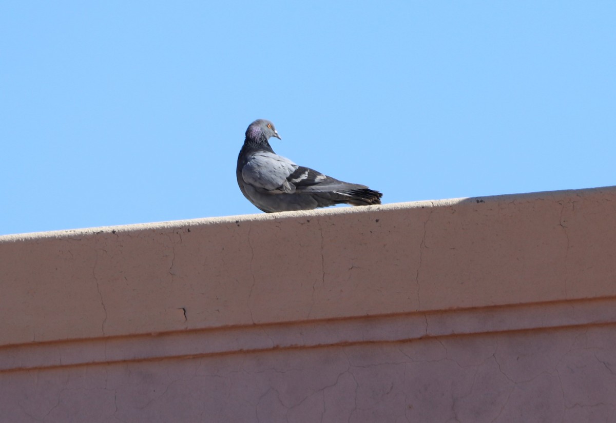 Rock Pigeon (Feral Pigeon) - ML620600297