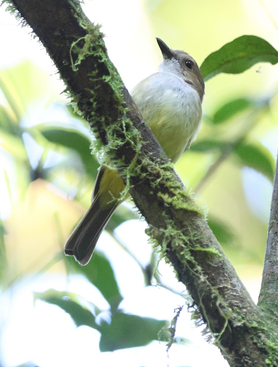 Sulphur-bellied Whistler - Fadzrun A.