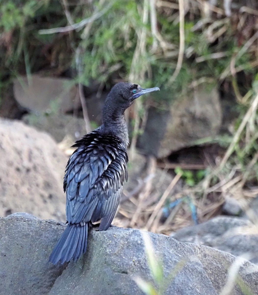 Cormorán Totinegro - ML620600307