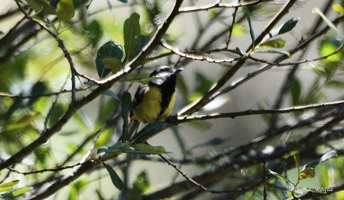 Great Tit - ML620600308