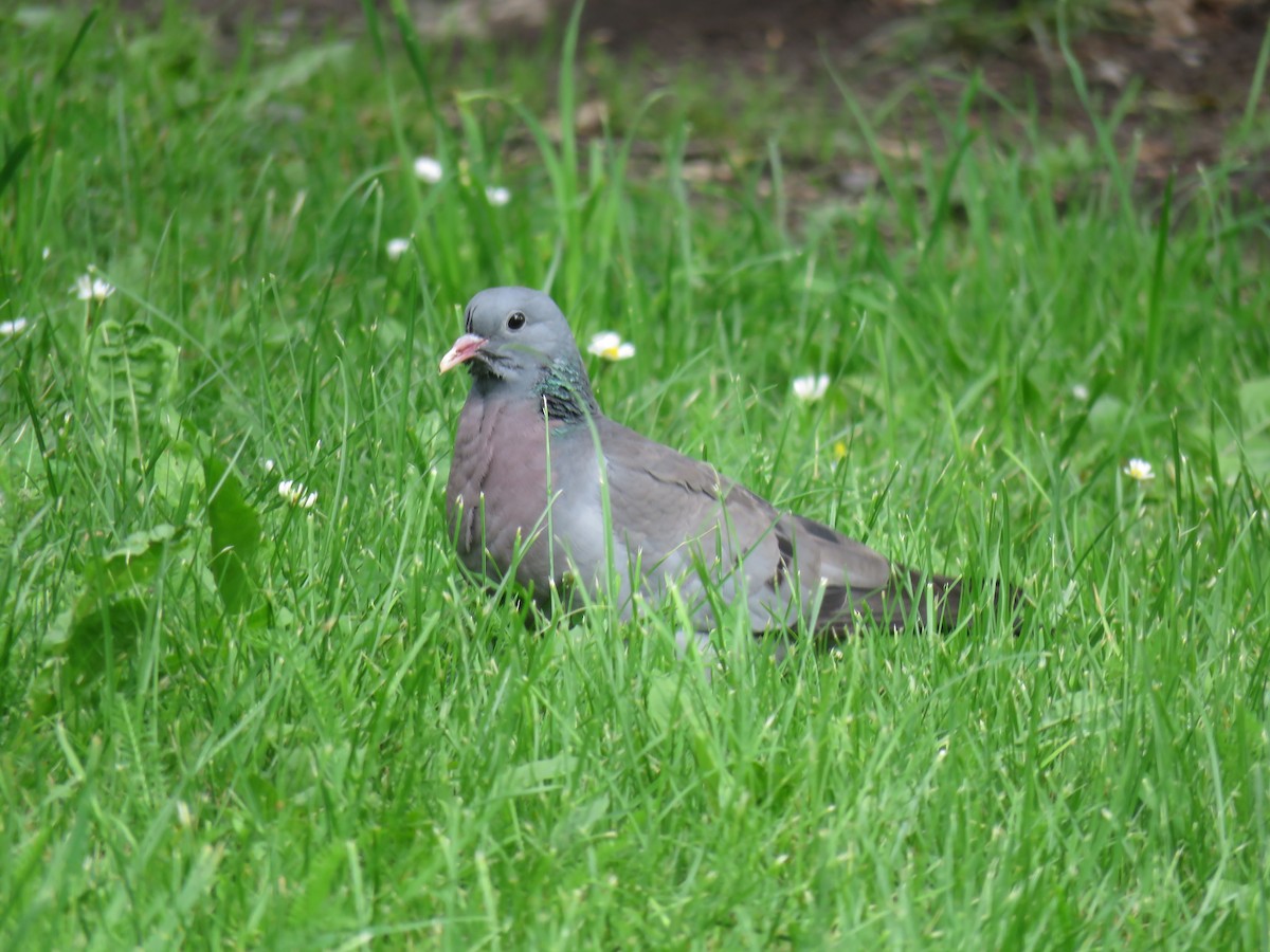 Pigeon colombin - ML62060031