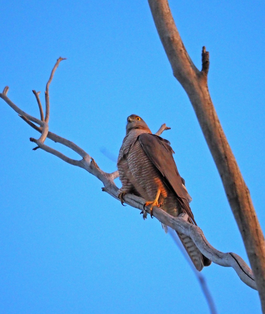 Collared Sparrowhawk - ML620600310