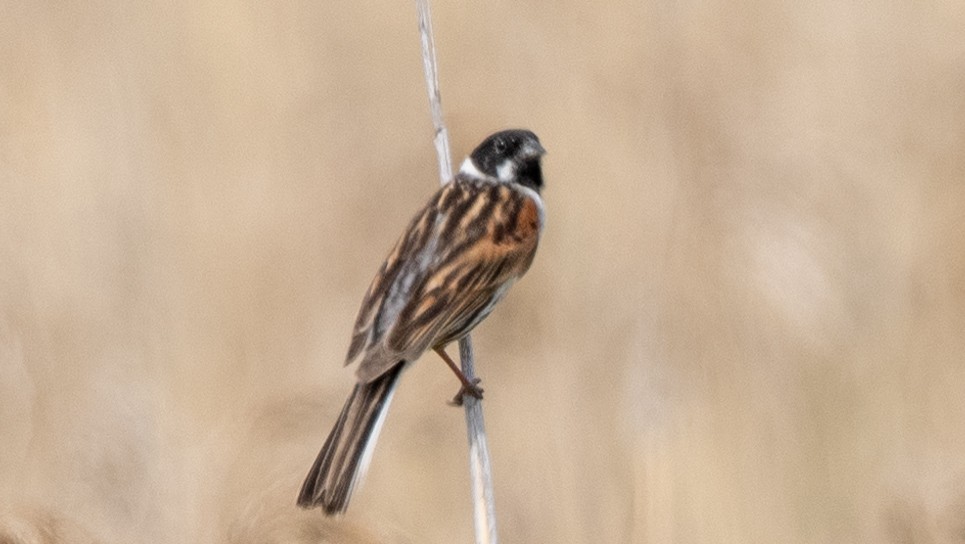 Reed Bunting - Steve McInnis