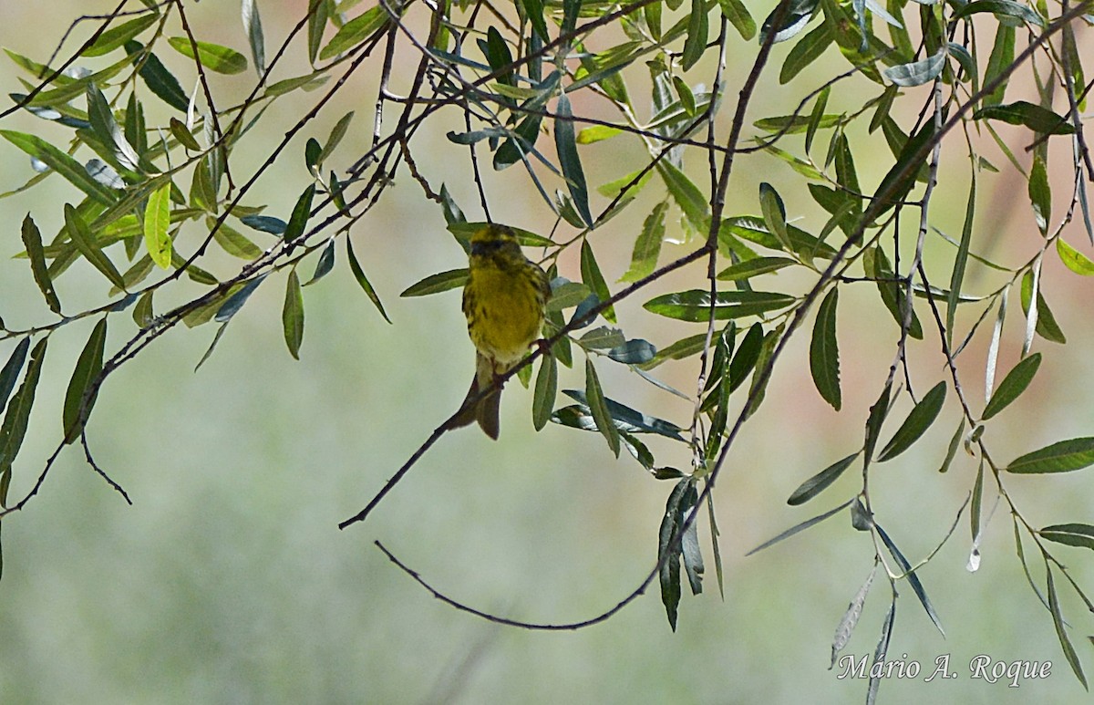 European Serin - Mário Roque