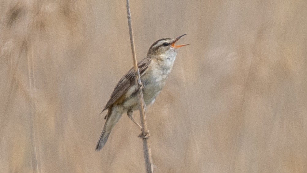 Sedge Warbler - ML620600320