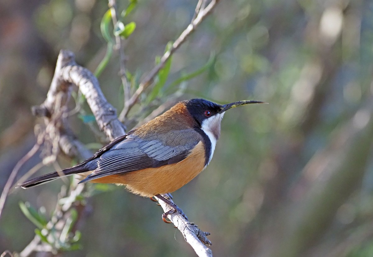 Eastern Spinebill - ML620600323