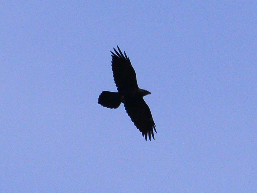 Common Raven - ML620600324