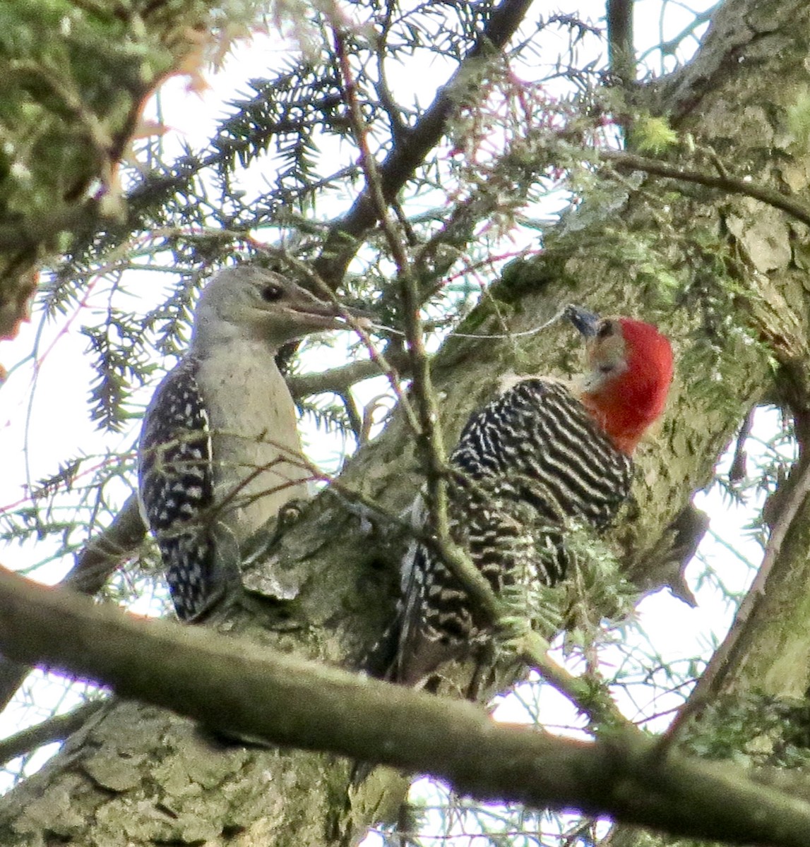 Red-bellied Woodpecker - ML620600326