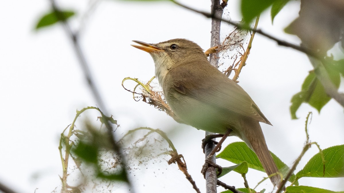 Blyth's Reed Warbler - ML620600331