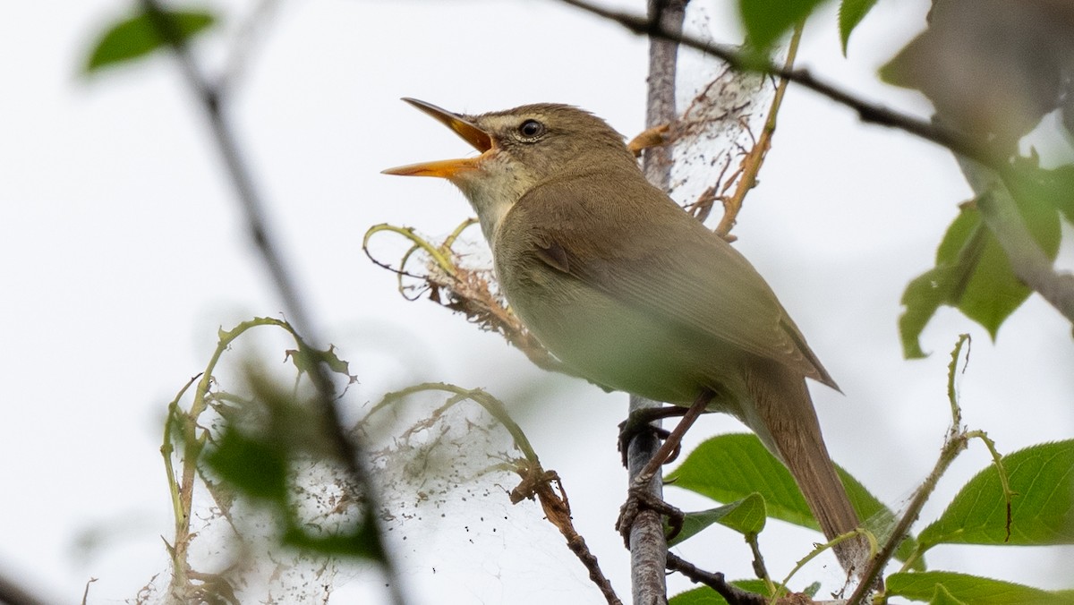 Blyth's Reed Warbler - ML620600332