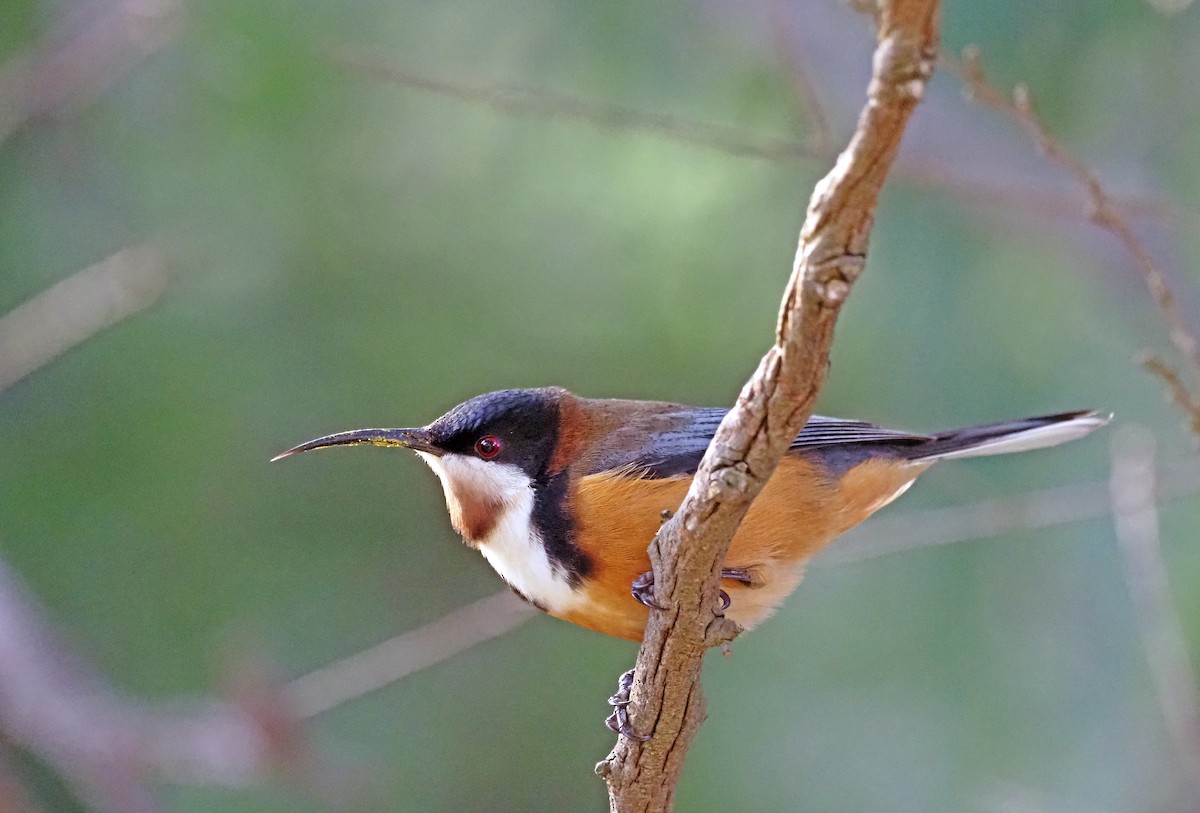 Eastern Spinebill - ML620600334