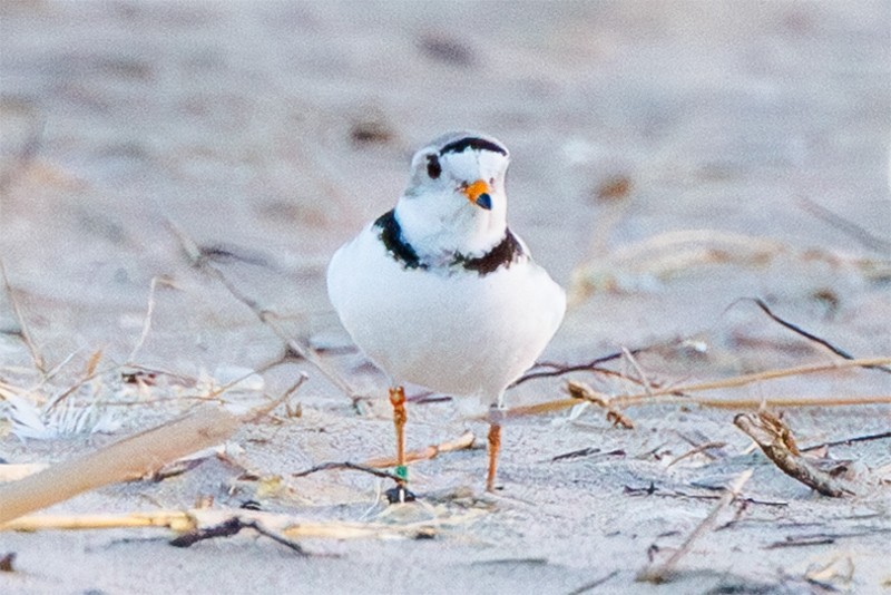 Piping Plover - ML620600336