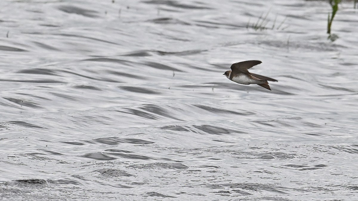 Bank Swallow - ML620600338