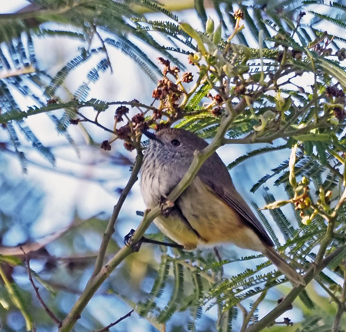 Brown Thornbill - ML620600345