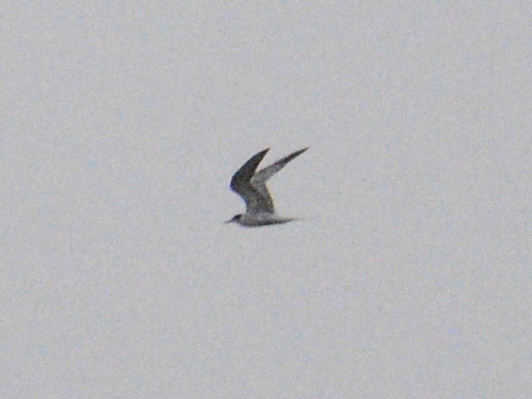 Forster's Tern - ML620600347