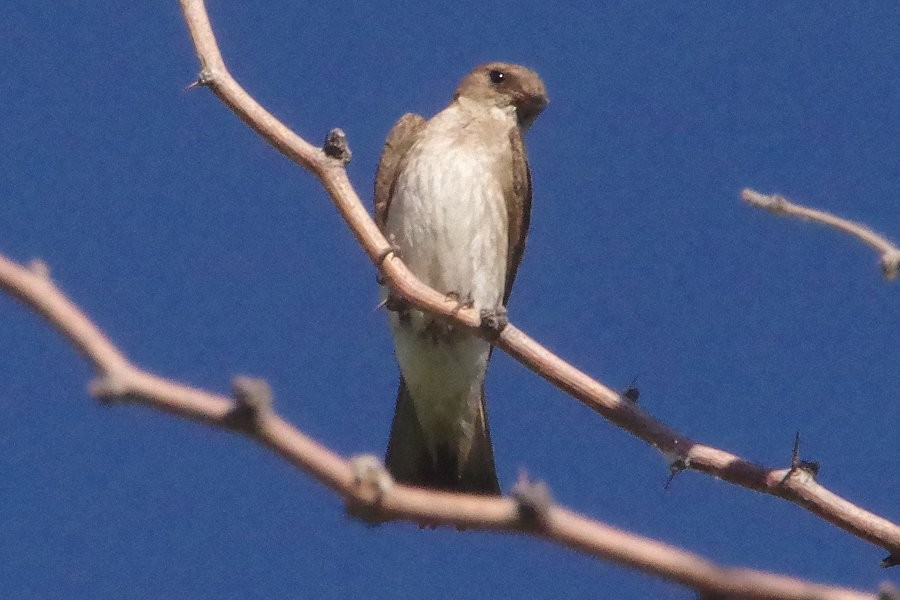 Northern Rough-winged Swallow - ML620600350