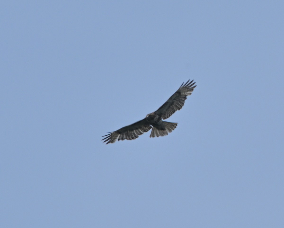 Red-tailed Hawk - ML620600351