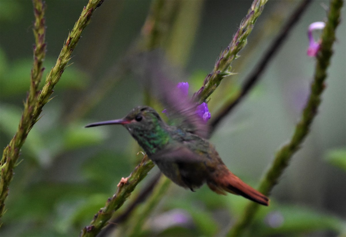 Rufous-tailed Hummingbird - ML620600357