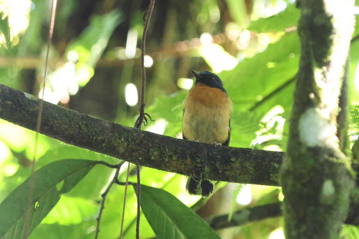 Sulawesi Blue Flycatcher (Sulawesi) - ML620600359