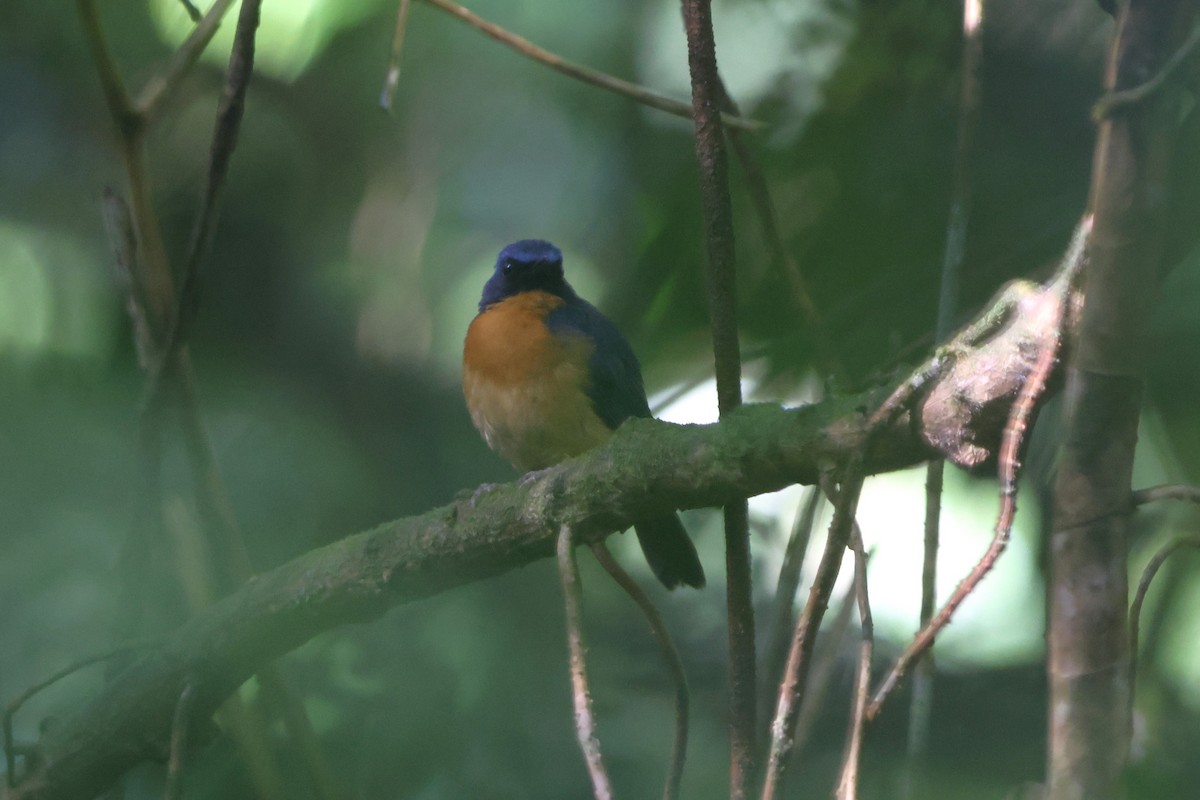 Sulawesi Blue Flycatcher (Sulawesi) - ML620600360