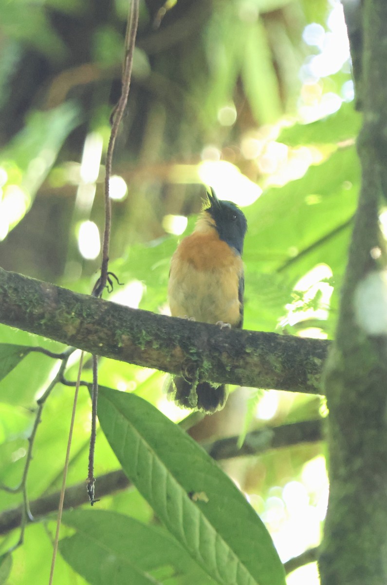 Sulawesi Blue Flycatcher (Sulawesi) - ML620600361