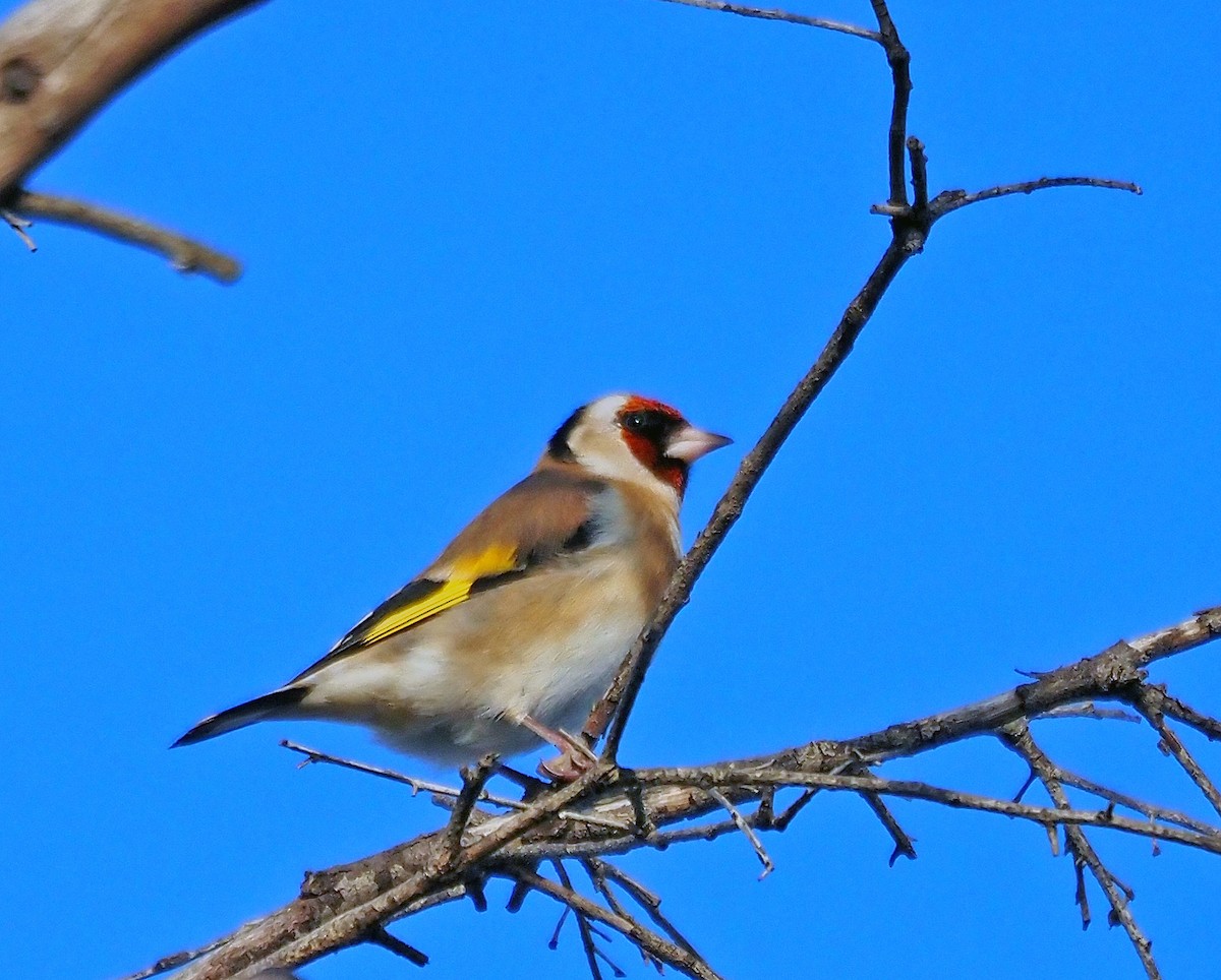 European Goldfinch - ML620600364