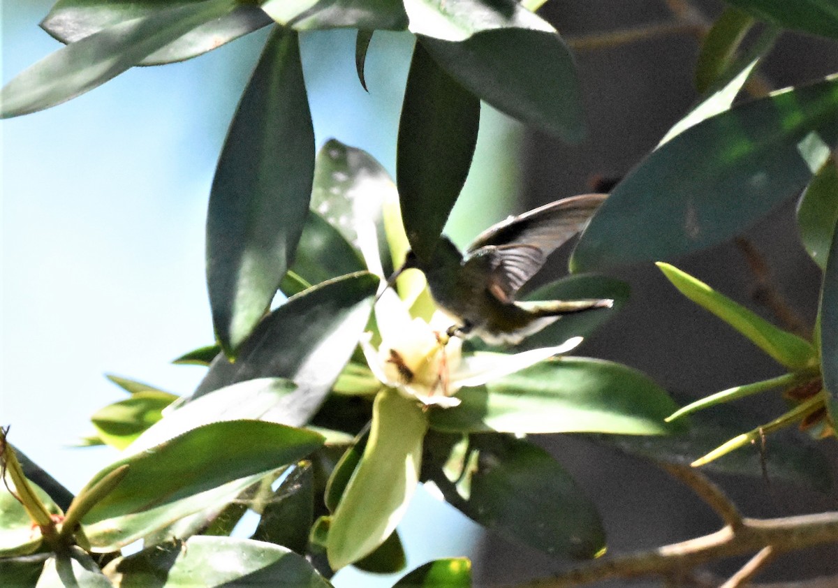 Mangrove Hummingbird - ML620600366