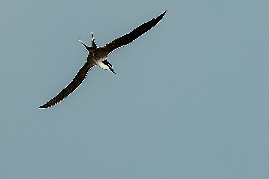 Bridled Tern - Dylan CK Lee