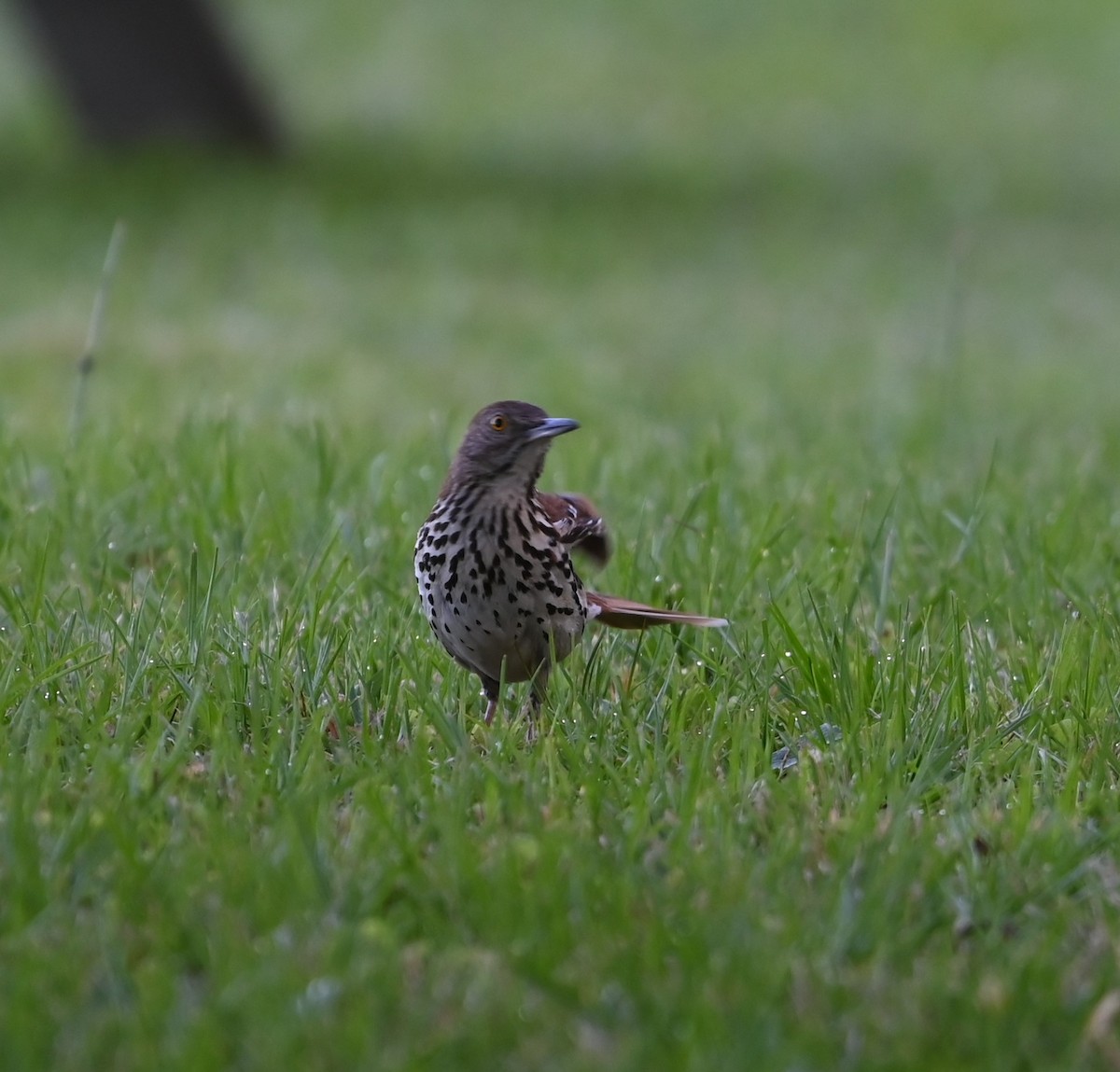 Brown Thrasher - Ralph Erickson